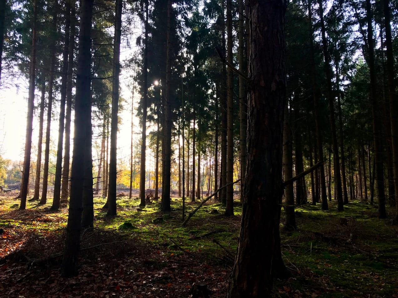 Naturverbundene Prozessbegleitung - Lebensübergänge und Prozesse gestalten mit ritueller Naturarbeit