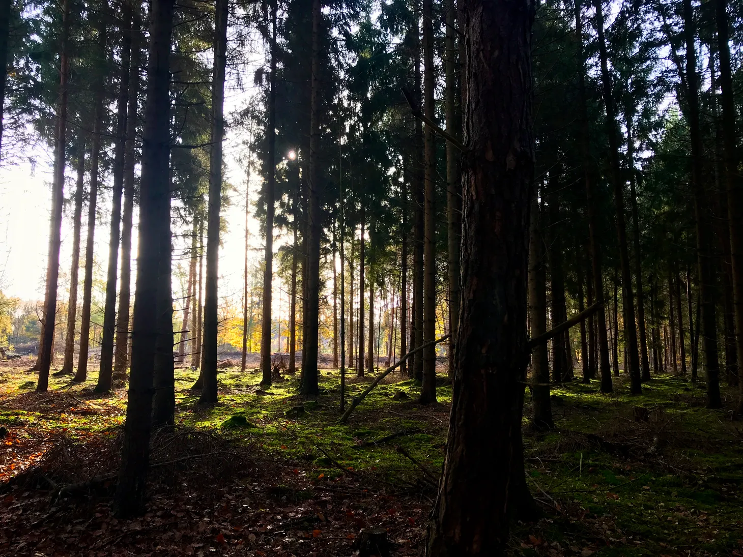 Naturverbundene Prozessbegleitung - Lebensübergänge und Prozesse gestalten mit ritueller Naturarbeit